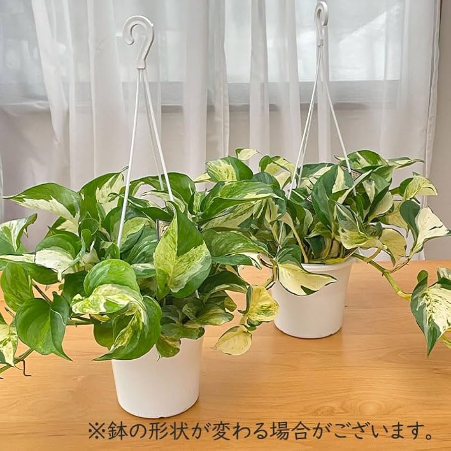 61XDXpX0+sL._UF894,1000_QL80_.jpg